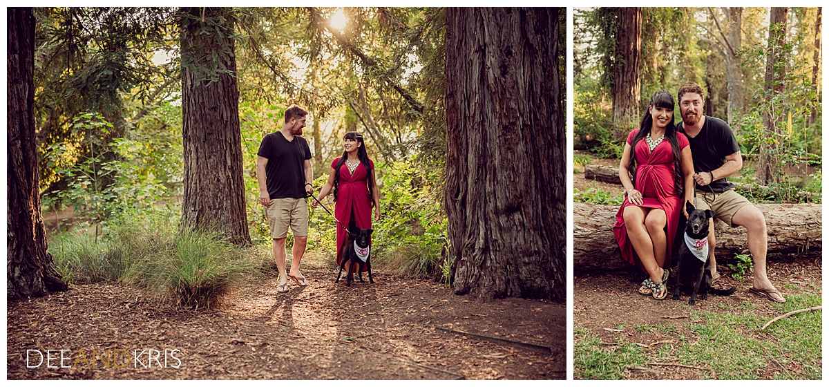 Framed by Giant California Redwoods, Margaret, wearing a beautiful scarlet colored maternity mini dress with long overskirt, and Ryan, in comfortable cargo shorts and v-neck black shirt along with their pup Kaya, a Formosan Mountain Dog mix, make great use of the beautiful trees as props to stand between and sit upon. Kaya is wearing an adorable neck scarf that says "Big Sister",