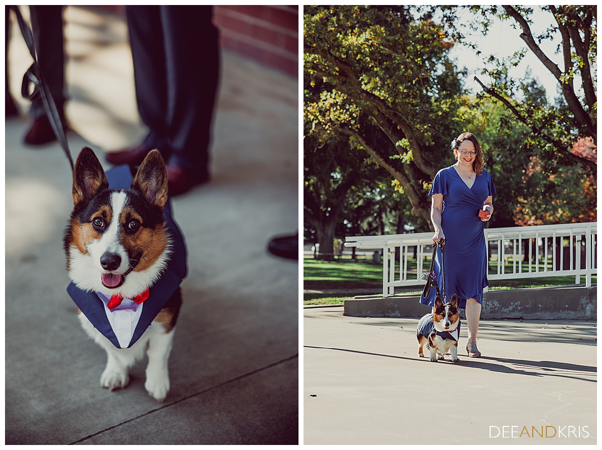 Two color images: left image of corgi dressed in suit looking up at camera. right image of maid of honor walk processional with corgi on leash.
